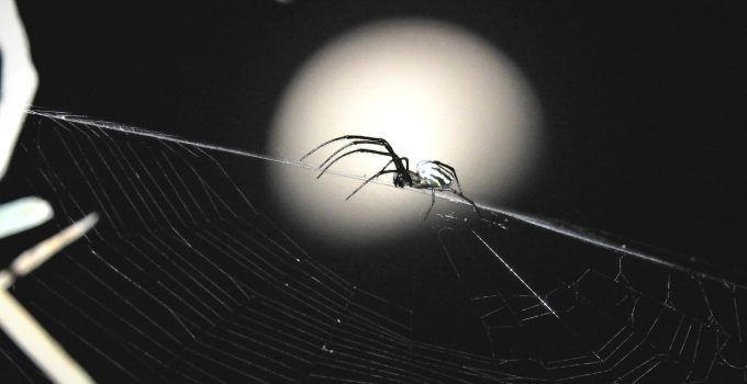 Qual o significado de sonhar com aranha preta?