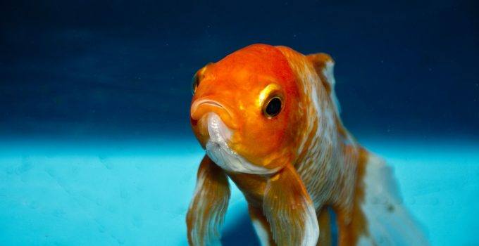 Qual o significado de sonhar com peixe dourado?